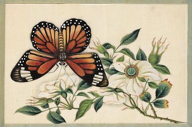 Page d'un album de peinture d’exportation figurant des décors de fleurs et oiseaux