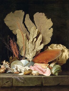 Nature morte avec panache de mer, coquillages et lithophytes