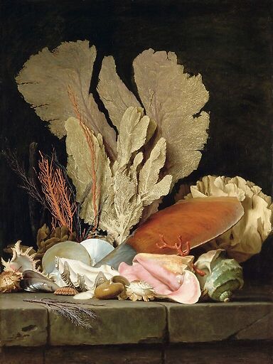 Nature morte avec panache de mer, coquillages et lithophytes