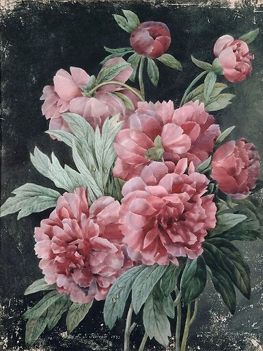 Peony branches