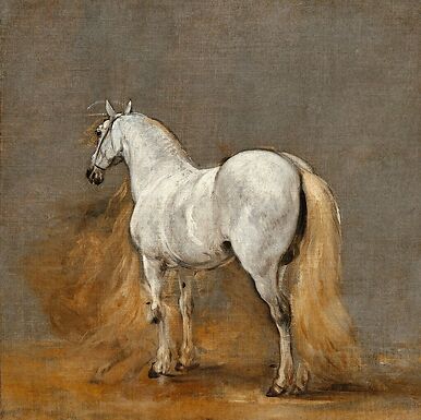 White horse. Study