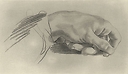 Study of a hand