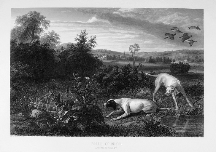 Engraving Folle and Mitte, dogs of Louis XIV - François Desportes (Black & White)