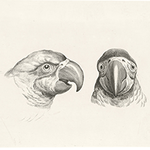 Engraving Two heads of parrots and two heads of men