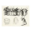 Engraving Heads of Oxen, Lion and Horse