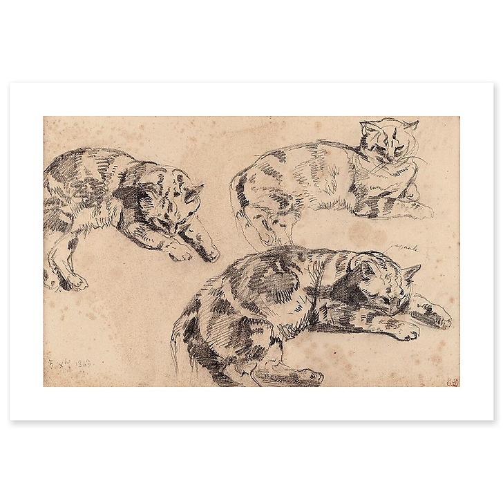 Trois études de chats allongés, la tête vers la droite (affiches d'art)
