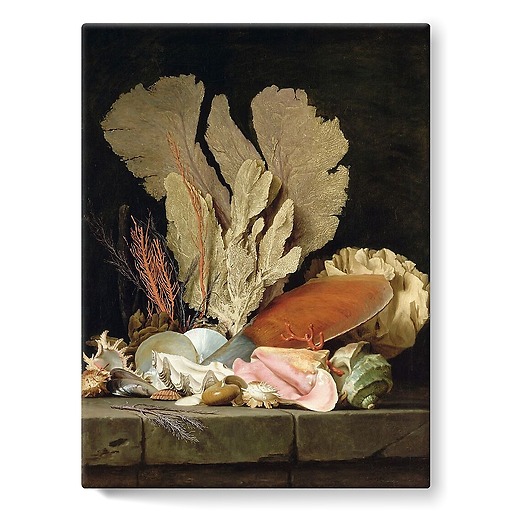 Nature morte avec panache de mer, coquillages et lithophytes (toiles sur châssis)