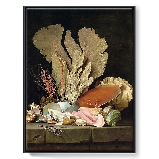 Nature morte avec panache de mer, coquillages et lithophytes (toiles encadrées)