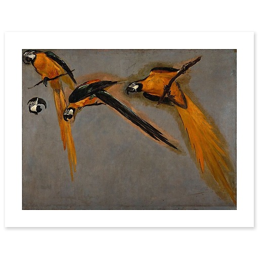 Three macaw parrots and a bird head (art prints)