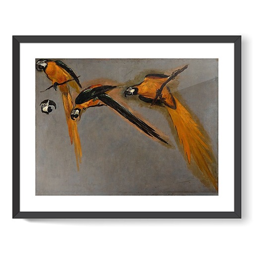 Three macaw parrots and a bird head (framed art prints)