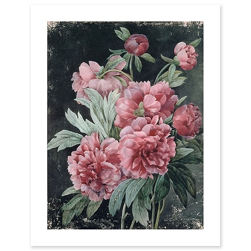 Branches de pivoines (affiches d'art)