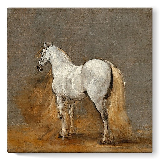 Cheval blanc. Etude (toiles sur châssis)