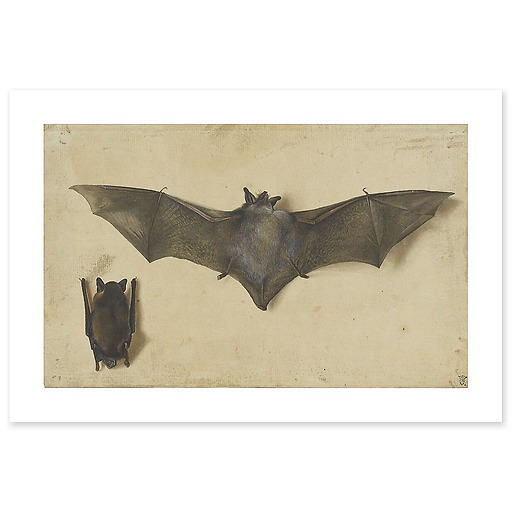 Une chauve-souris les ailes déployées, une autre les ailes repliées (affiches d'art)