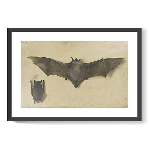 Une chauve-souris les ailes déployées, une autre les ailes repliées (affiches d'art encadrées)