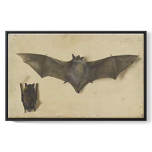 Une chauve-souris les ailes déployées, une autre les ailes repliées (framed canvas)