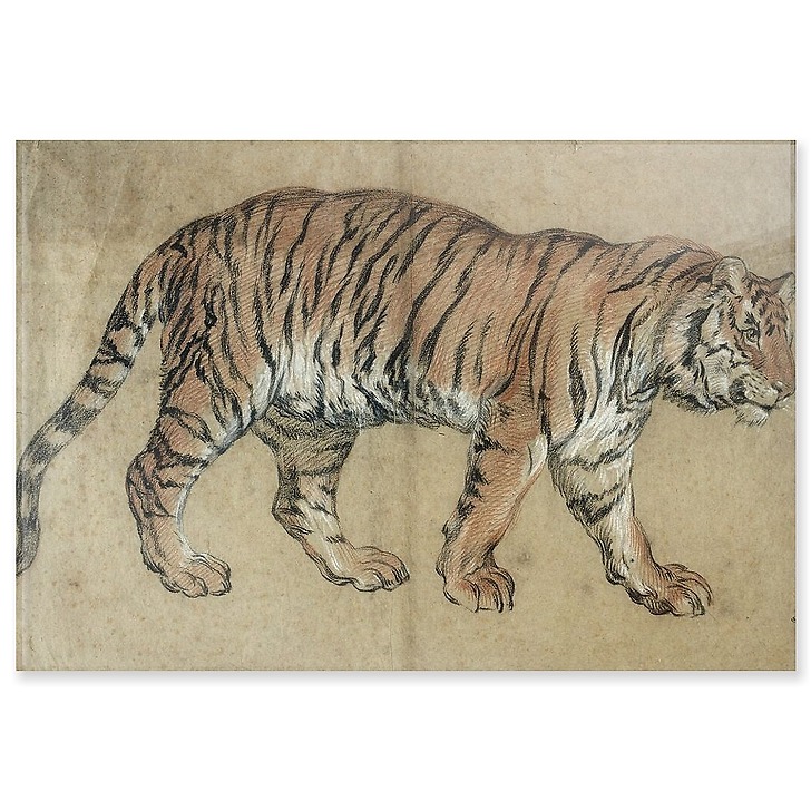 Tigre marchant vers la droite (panneaux acryliques)