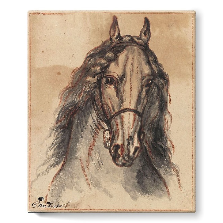 horse-head-front-view-